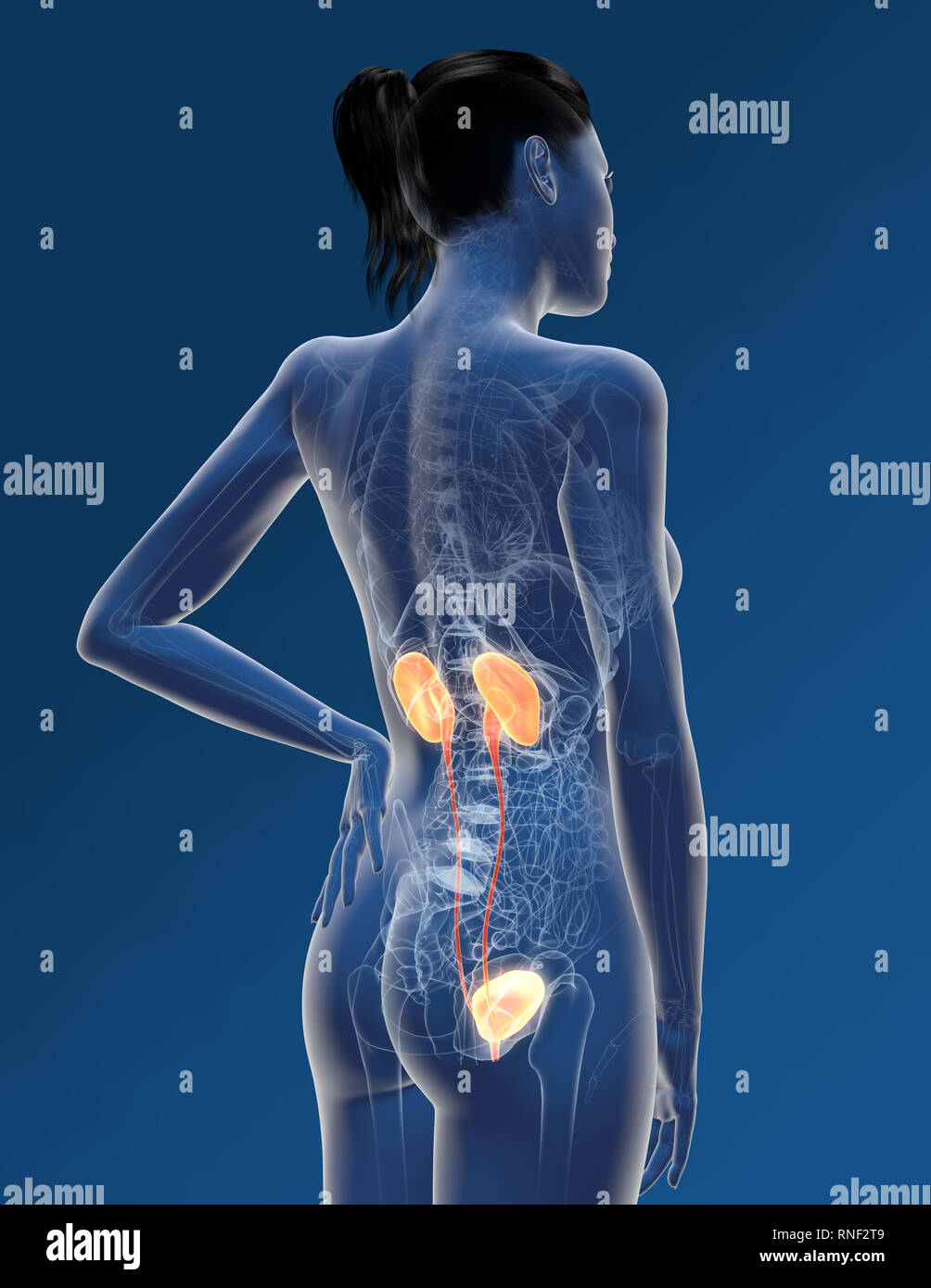 Harnwege Einer Frau Mit Niere Nebenniere Arterie Und Harnblase Medizinisch Abbildung Stockfotografie Alamy