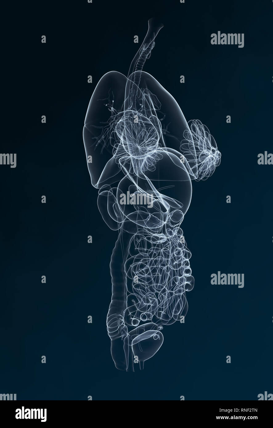 Harnleiter, Harnsteine, Nierensteine Nieren, Harnwege einer Frau mit Niere, Nebenniere, Arterien, Venen, Harnleiter, Harnblase, Illustration, 3D, f Stockfoto