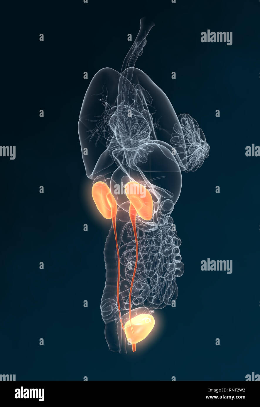 Harnleiter, Harnsteine, Nierensteine Nieren, Harnwege einer Frau mit Niere, Nebenniere, Arterien, Venen, Harnleiter, Harnblase, Illustration, 3D, f Stockfoto