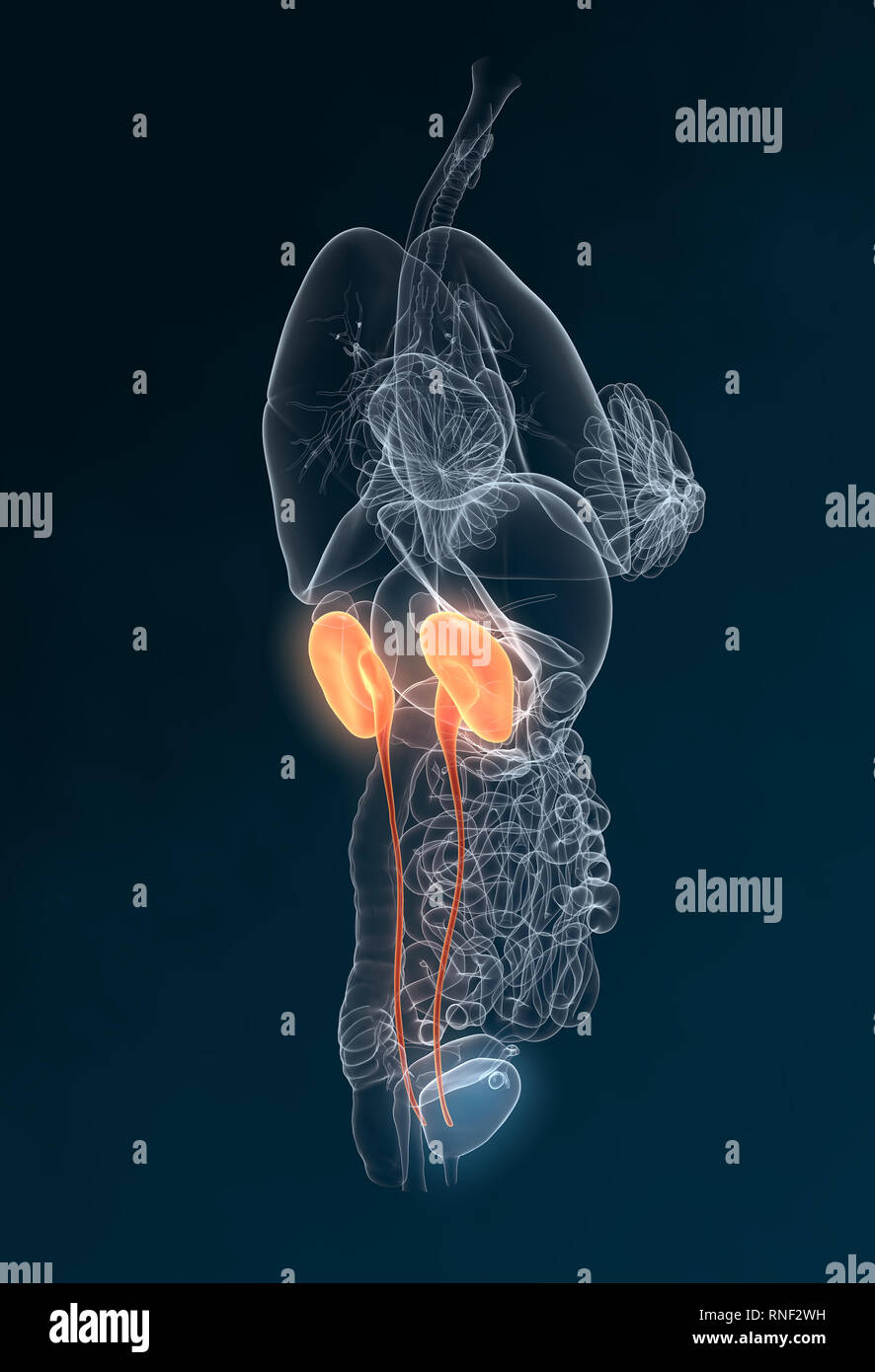 Harnleiter, Harnsteine, Nierensteine Nieren, Harnwege einer Frau mit Niere, Nebenniere, Arterien, Venen, Harnleiter, Harnblase, Illustration, 3D, f Stockfoto