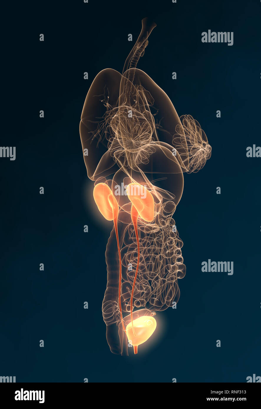 Harnwege einer Frau mit Niere, Nebenniere, Harnleiter, Harnblase, Illustration, 3D, weiblich, Medizinisch, Anatomie, Stockfoto