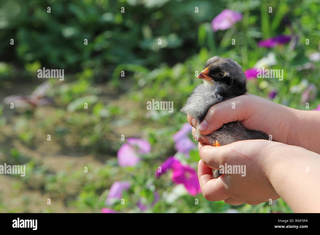 Huhn in Kinderhand. Das neue Leben. Kleiner Vogel. Wenig Huhn auf Geflügelfarm. Baby Huhn in Geflügelfarm. junge Hühner auf der menschlichen Hand Stockfoto