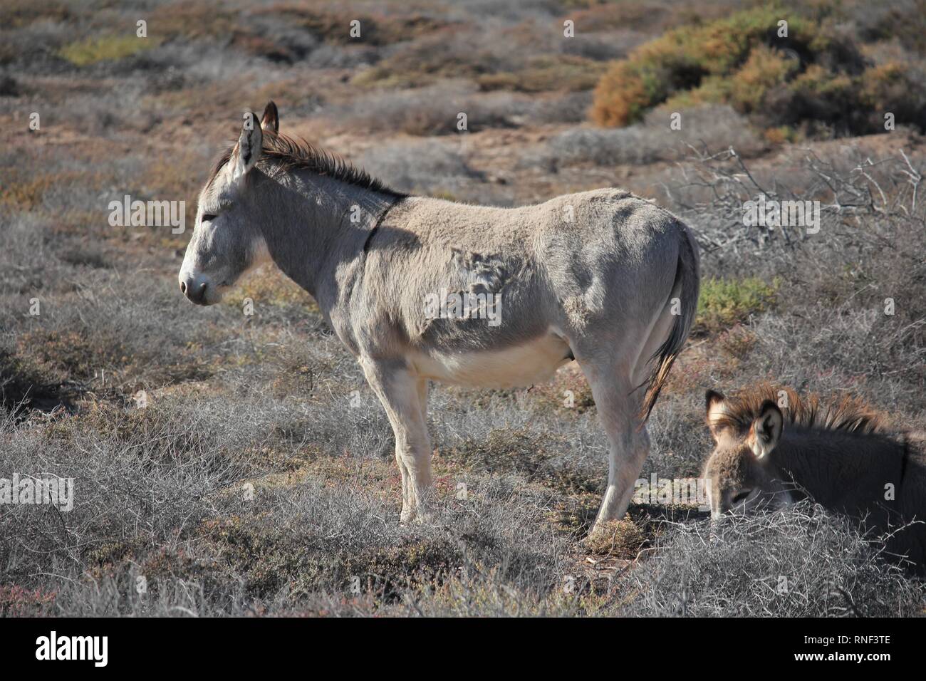 Majorera Esel (Equus asinus) im Matorral Jandia in der Nähe von Morro Jable auf der Insel Fuerteventura, Spanien Stockfoto