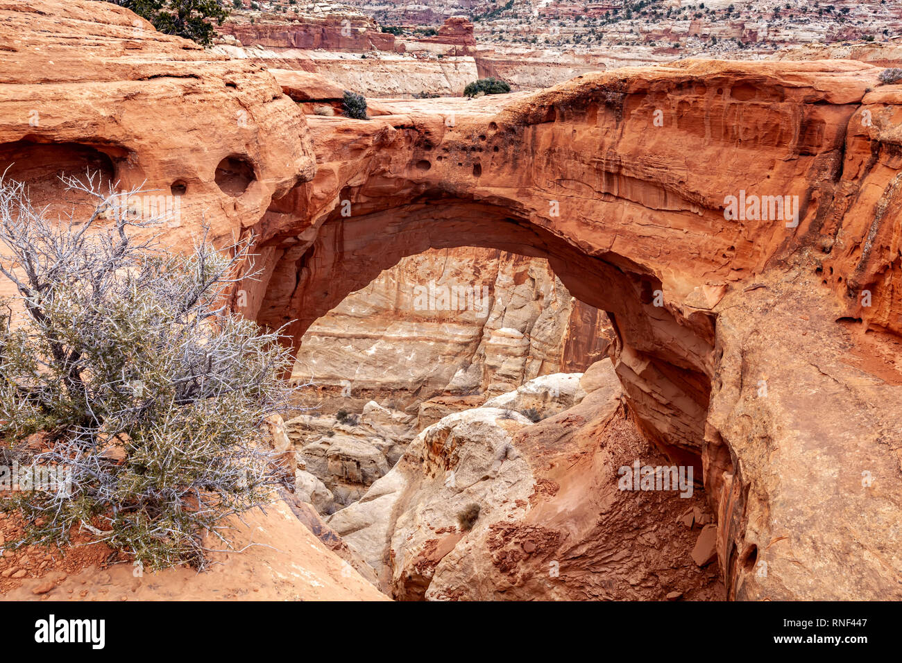 Cassidy Arch, Capitol Reef National Park, Utah USA Stockfoto