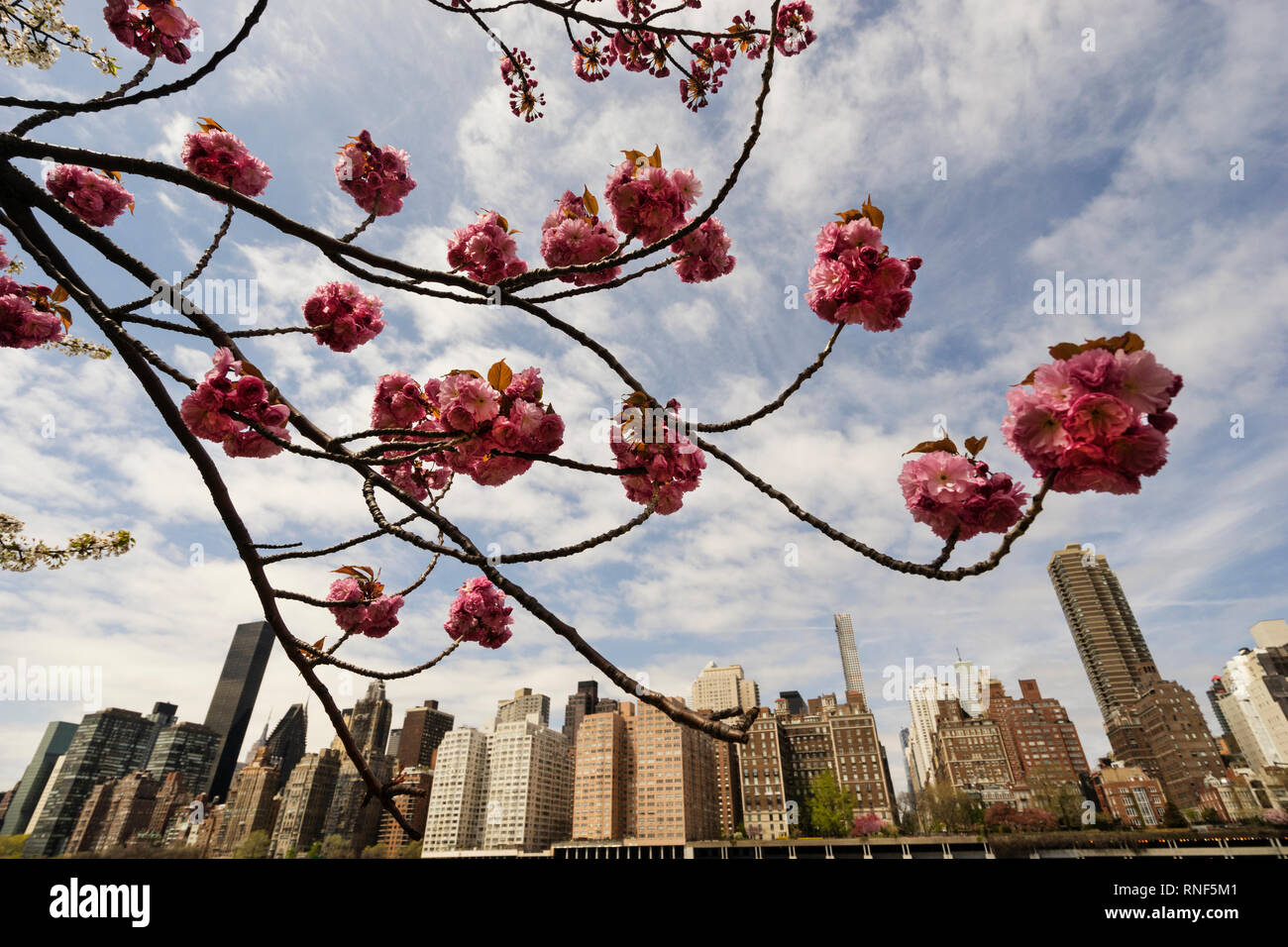 Kirschblüten blühen gegen eine Skyline von Manhattan, New York City, New York, USA Stockfoto