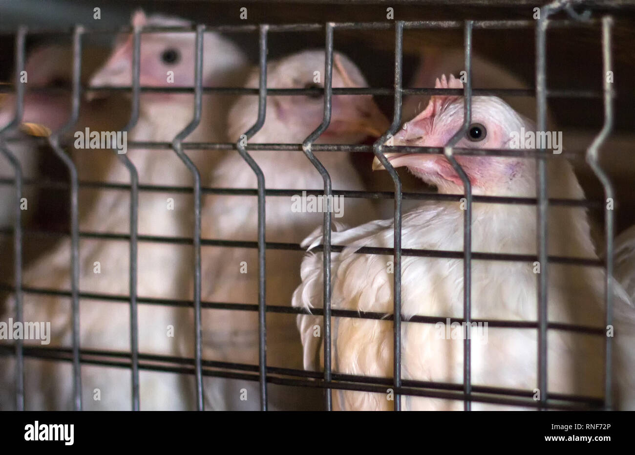 Junge Masthähnchen sitzen in einem Käfig auf einer Hühnerfarm, Nahaufnahme, junge Tiere, Geflügel, Bauernhof, Hallenbad Stockfoto