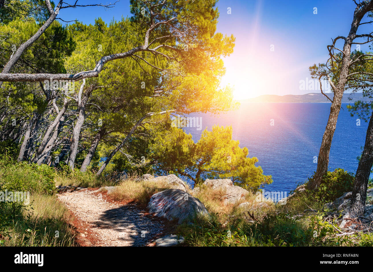 Kiefernwald am Ufer des blauen Meeres. Bild in herbstlichen Farben. Kroatien. Stockfoto