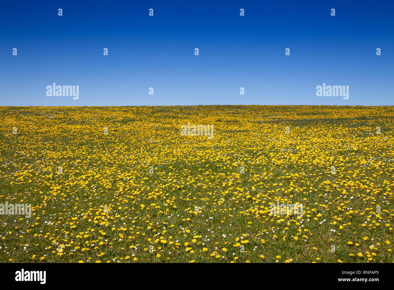 Wiese mit Löwenzahn (Taraxacum officinale) im Frühjahr, Sylt, Schleswig-Holstein, Deutschland, Europa Stockfoto