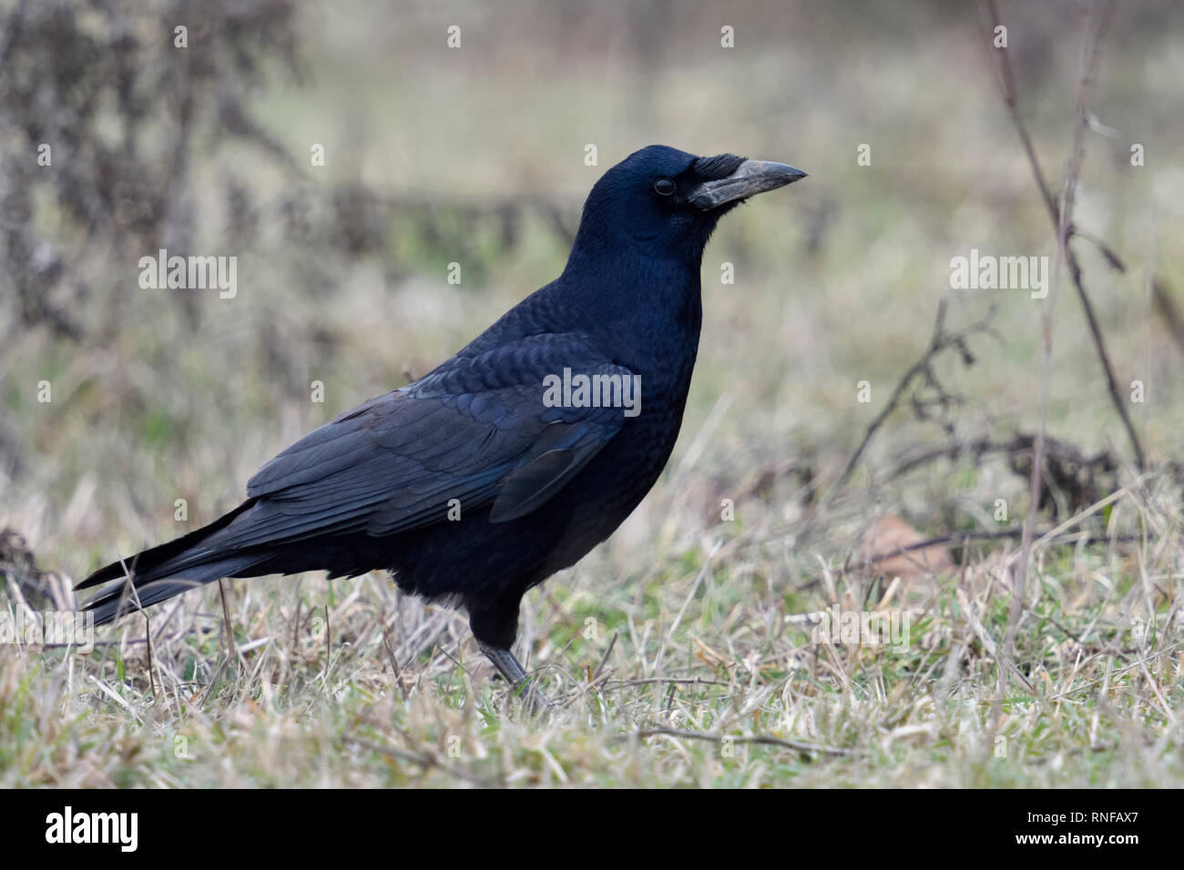Rook/Saatkaehe (Corvus frugilegus), sitzend/stehend in einer Wiese, schüchtern Vogel, um aufmerksam zu beobachten, typisches Verhalten, Tierwelt, Europa, Stockfoto