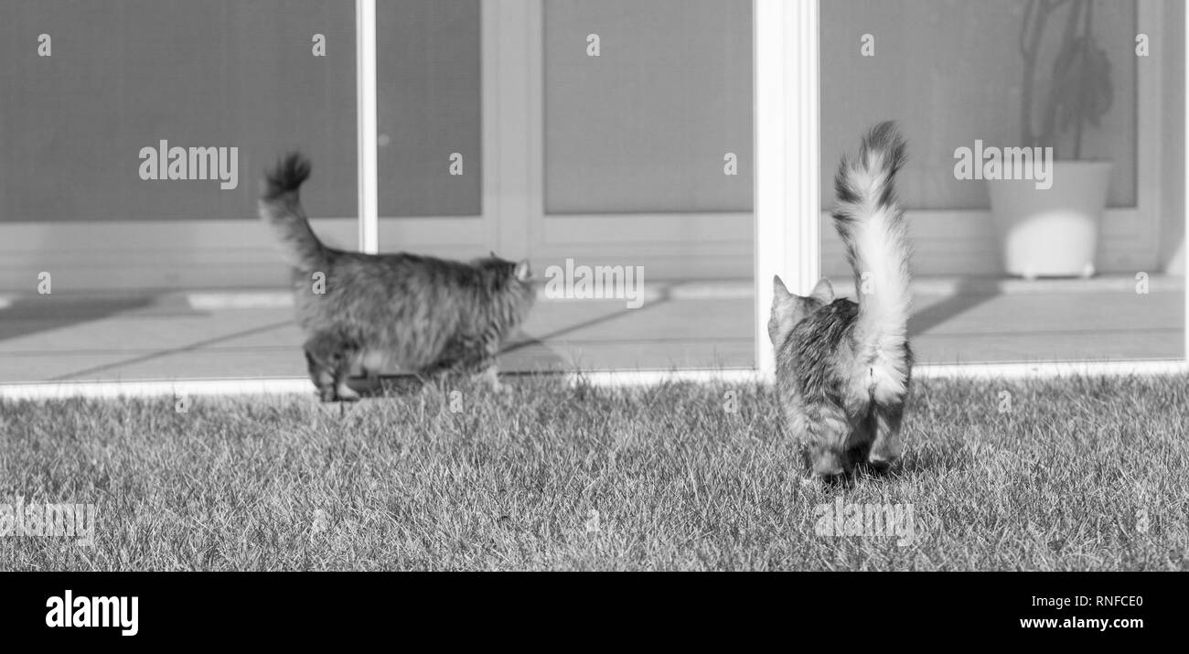 Behaartes Katzen sibirische Rasse in einem Garten. Adorable Haustiere im Freien auf dem Gras Grün, hypoallergen Tiere von Viehbestand in Entspannen Stockfoto