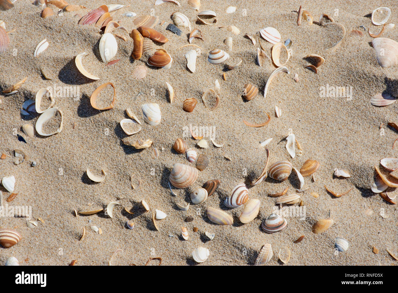 Muscheln im Sand, Farbe Foto als Hintergrund Stockfoto