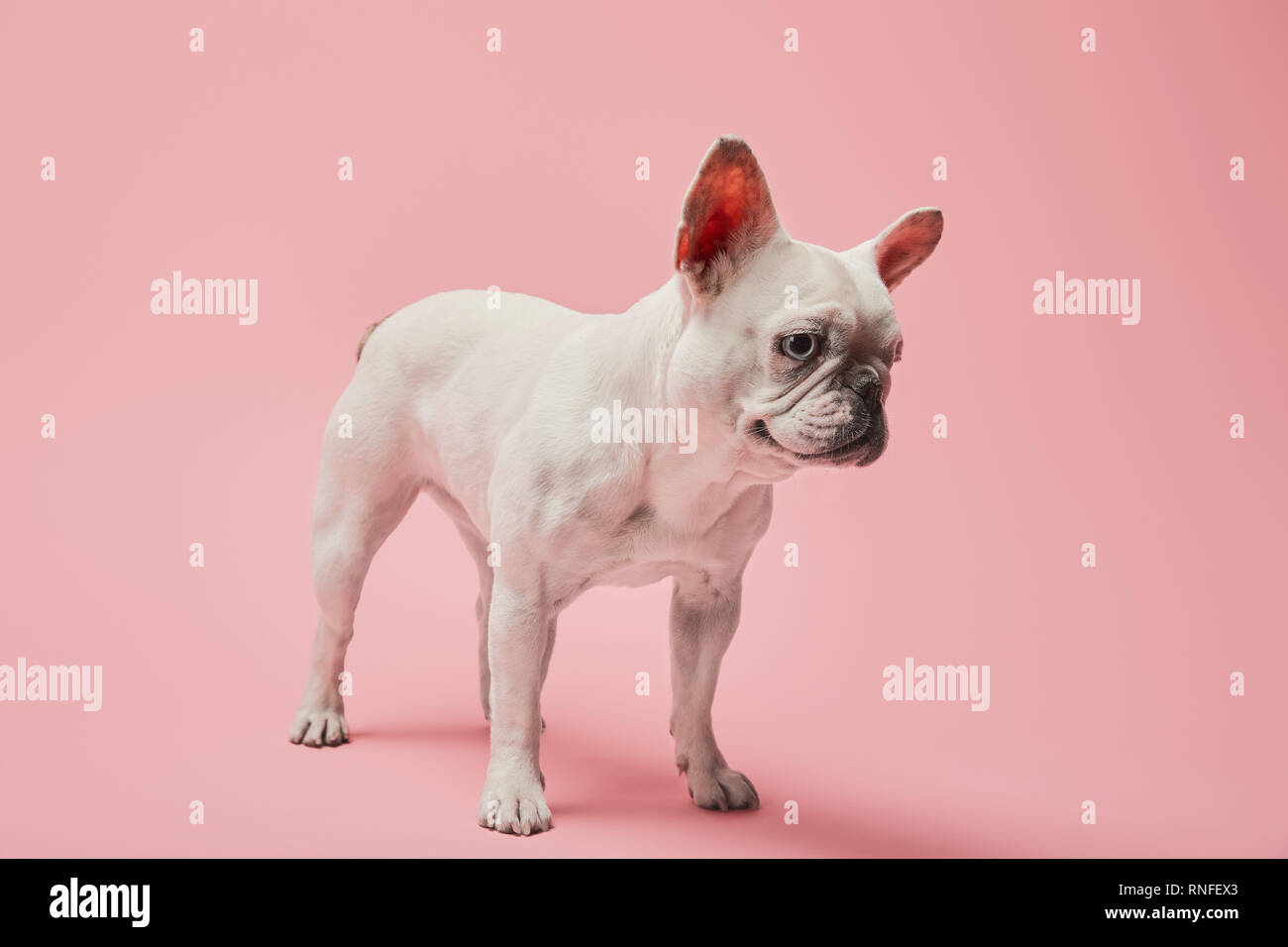 Weiße französische Bulldogge mit dunklen Nase auf rosa Hintergrund Stockfoto