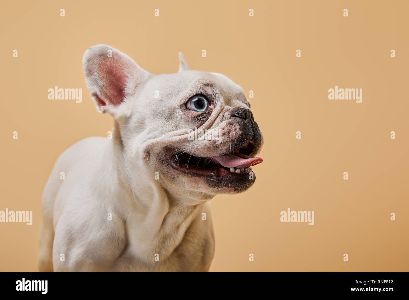 Französische Bulldogge mit dunklen Nouse und Mund auf beigen Hintergrund Stockfoto