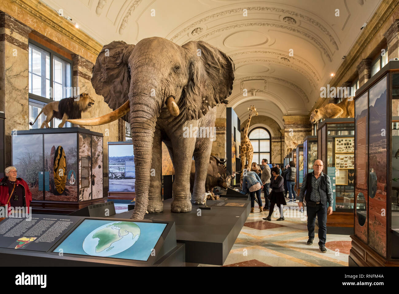 Gefüllte afrikanische Tiere in der AfricaMuseum/Königliches Museum für Zentralafrika, Ethnographie und Natural History Museum in Tervuren, Belgien Stockfoto