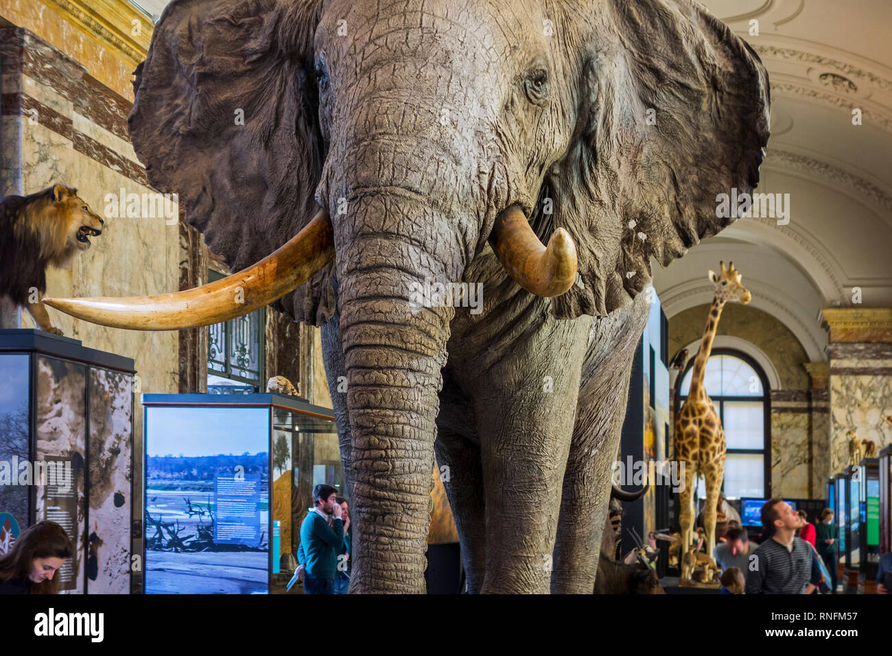 Gefüllte afrikanische Tiere in der AfricaMuseum/Königliches Museum für Zentralafrika, Ethnographie und Natural History Museum in Tervuren, Belgien Stockfoto
