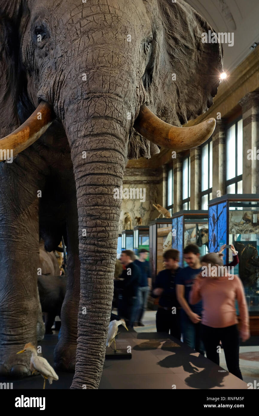 Gefüllte afrikanische Tiere in der AfricaMuseum/Königliches Museum für Zentralafrika, Ethnographie und Natural History Museum in Tervuren, Belgien Stockfoto