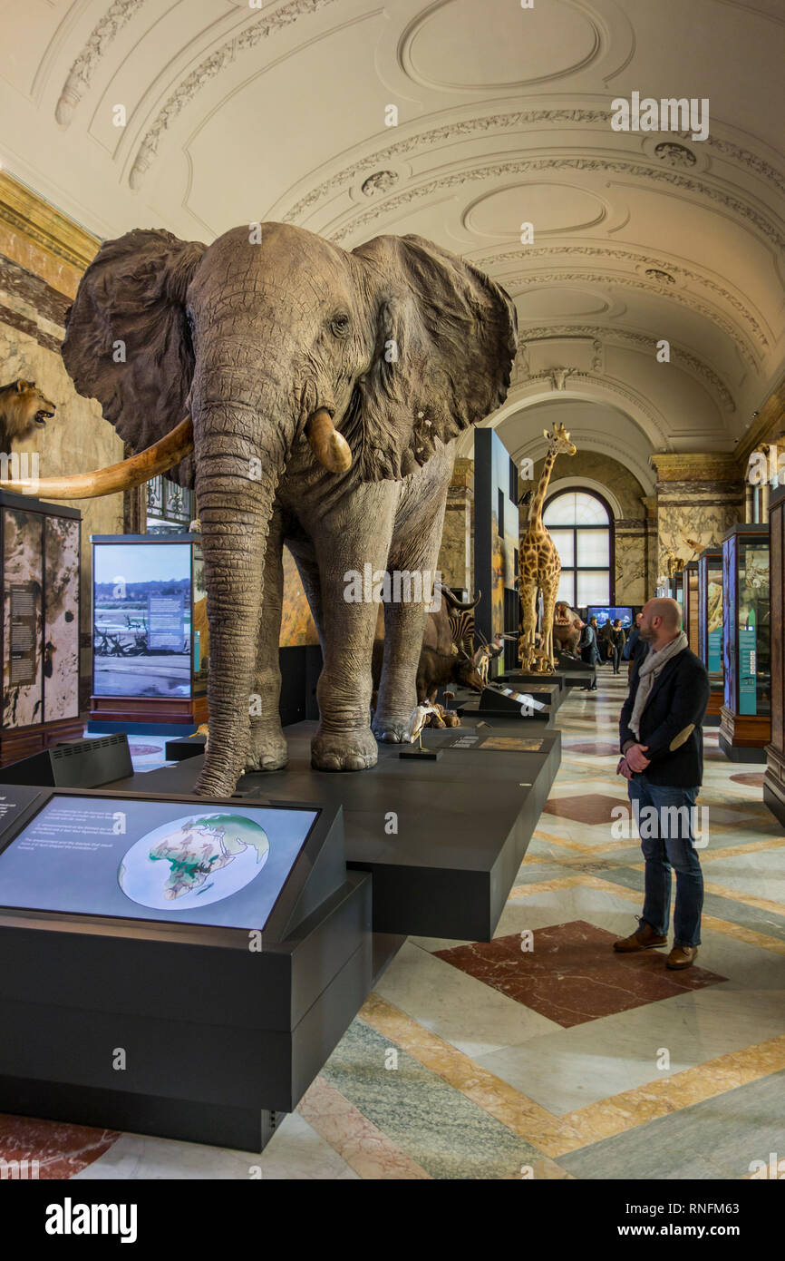 Gefüllte afrikanische Tiere in der AfricaMuseum/Königliches Museum für Zentralafrika, Ethnographie und Natural History Museum in Tervuren, Belgien Stockfoto