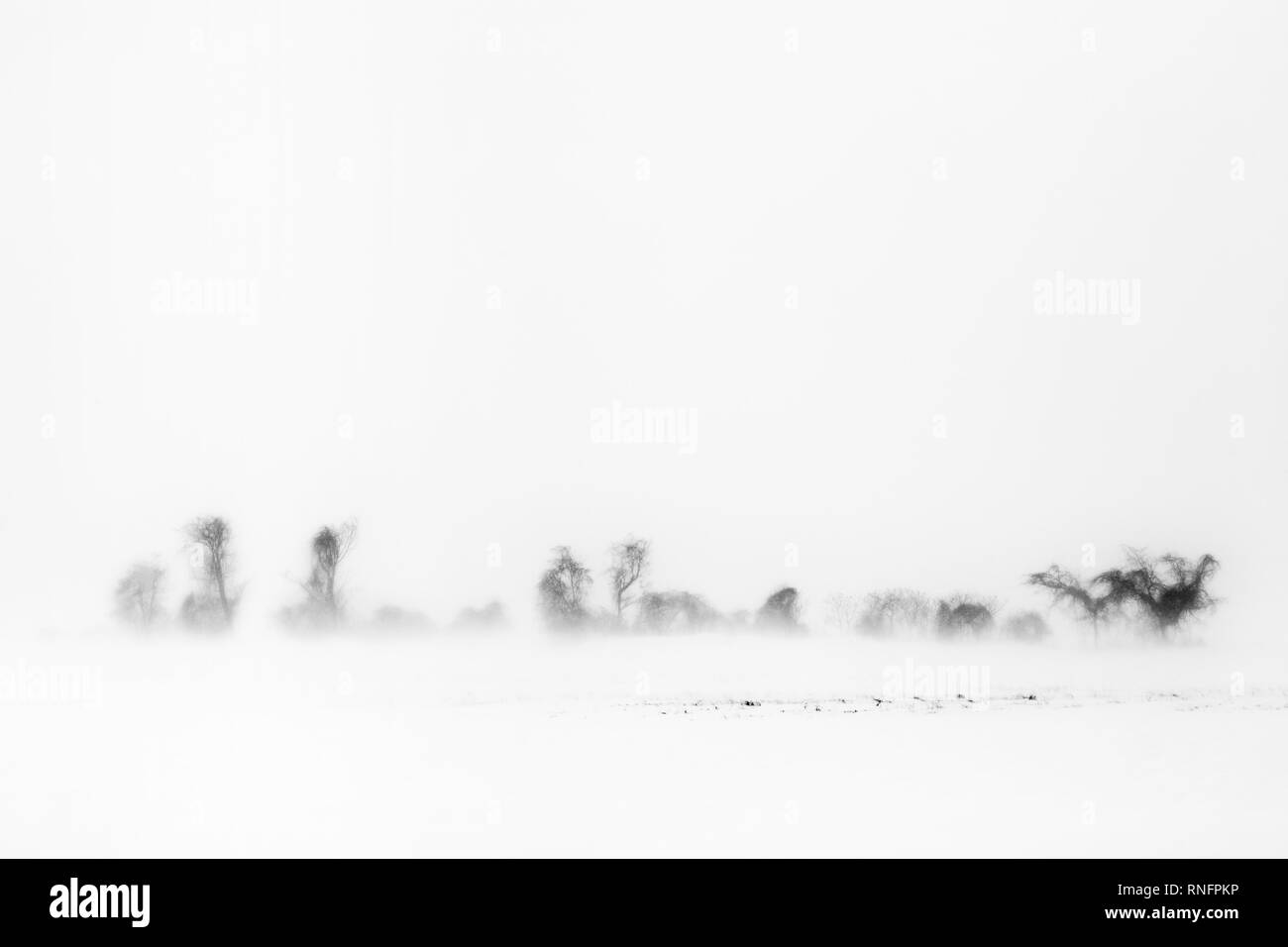 Blizzard und Bäume, New York State, USA Stockfoto