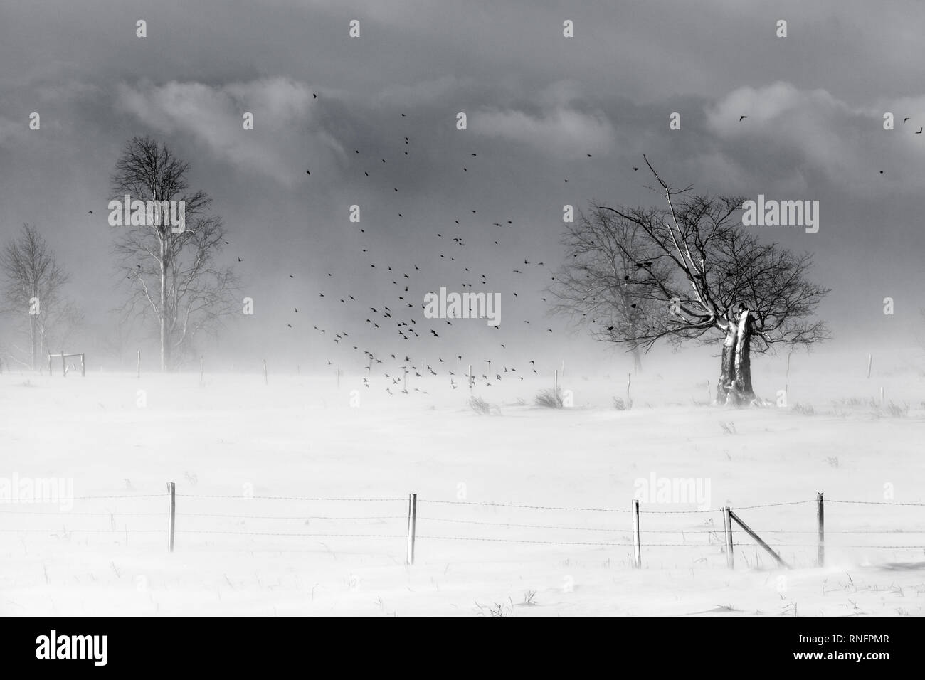 Schnee, Zaun, Bäume und Vögel in dem Land von Mohawk Valley, New York State, USA. Stockfoto