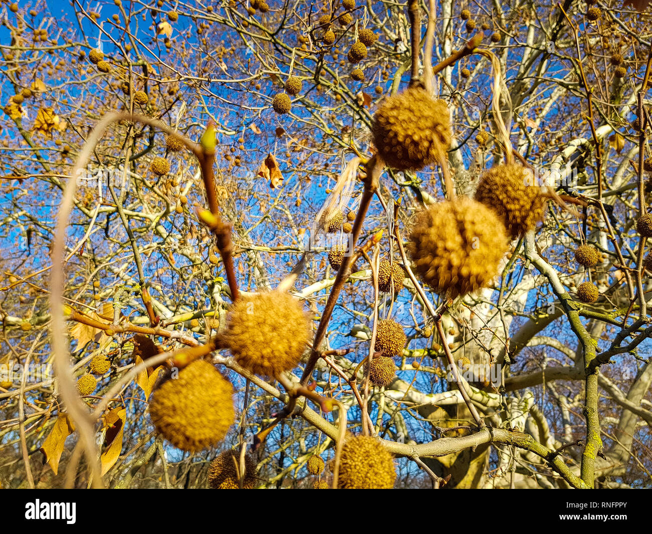 In der Nähe von Früchten der Platane im Frühjahr in goldenes Sonnenlicht abgedeckt werden, eine große Platane und den blauen Himmel im Hintergrund Stockfoto