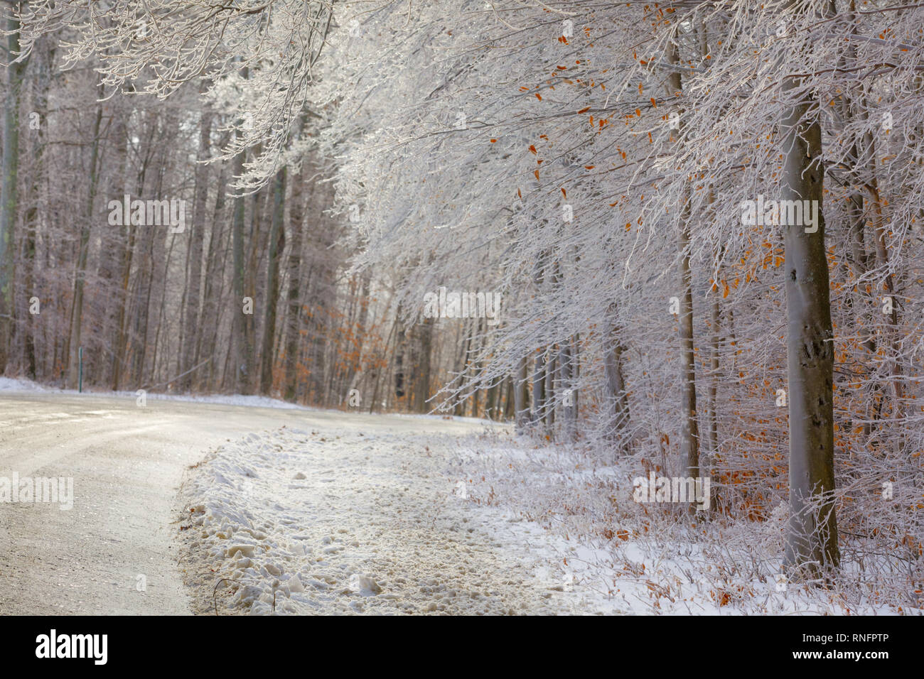 Ice Beschichtung Äste, Winter Wonderland in Otawgo County, New York State, USA. Stockfoto