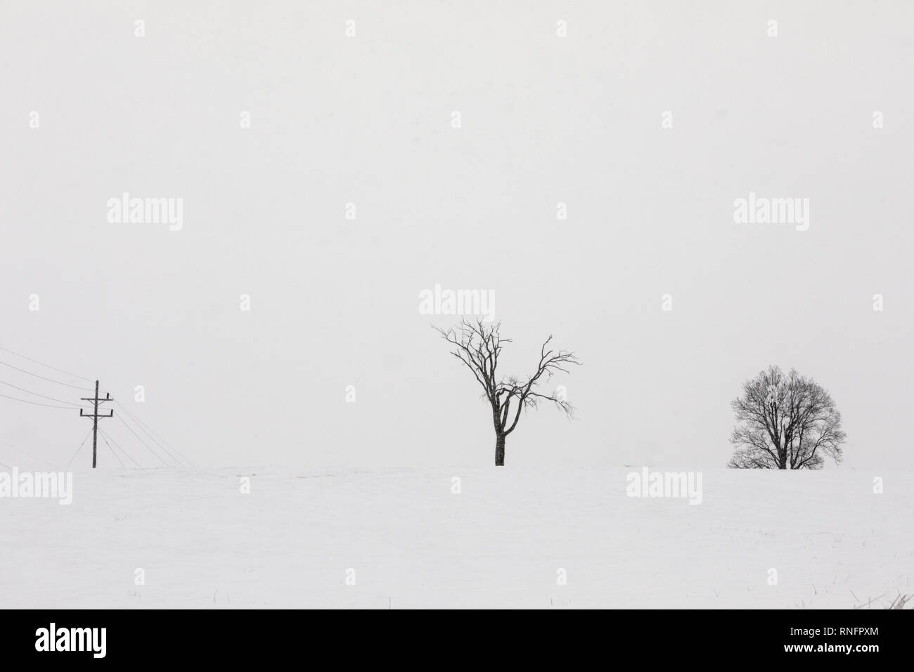 Zwei Bäume und einen Telefonmast, während Schnee, Stein, Arabien, New York State, USA. Stockfoto