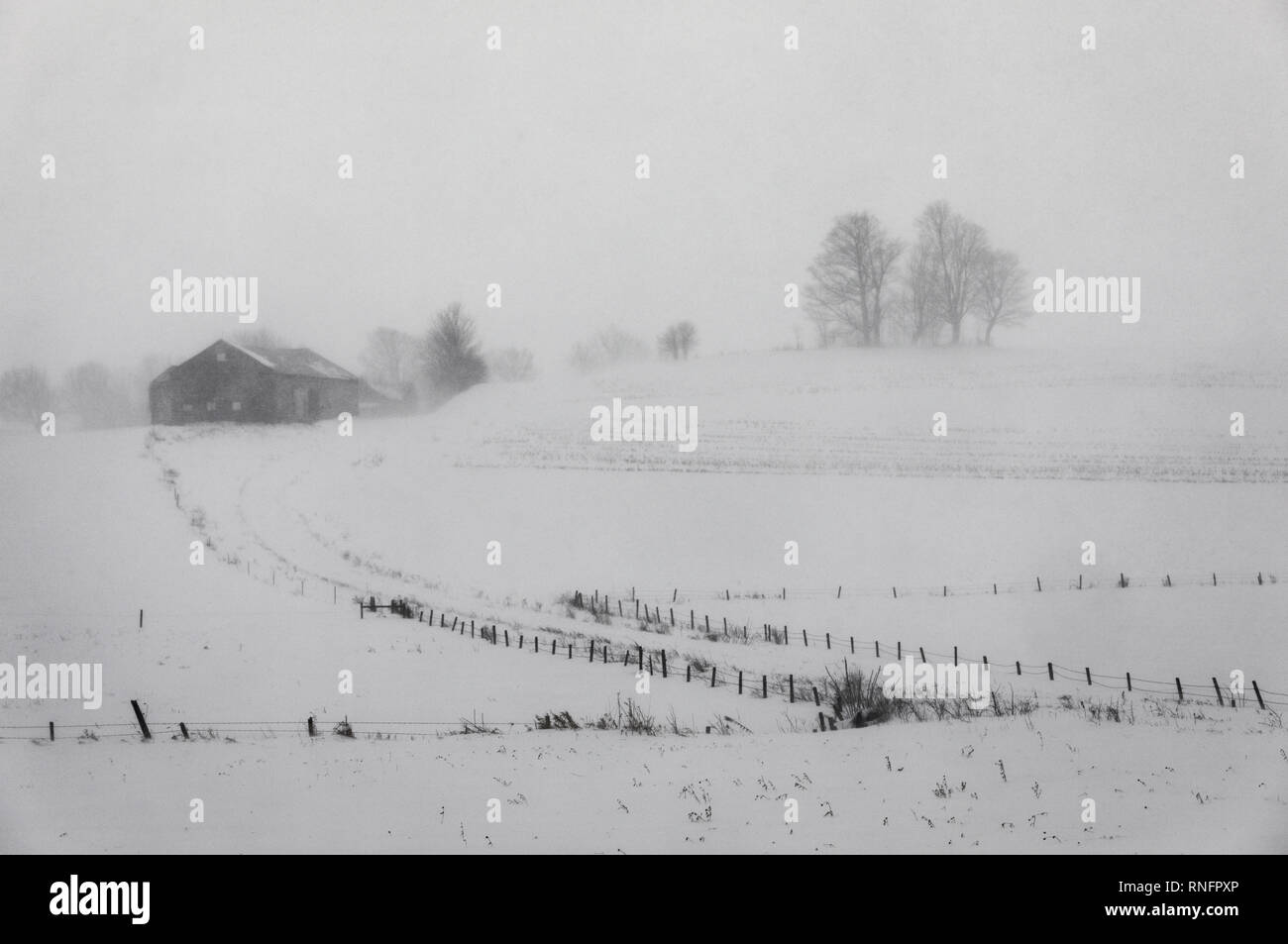 Schneegestöber reduziert die Sichtbarkeit, farm country, New York State, USA Stockfoto
