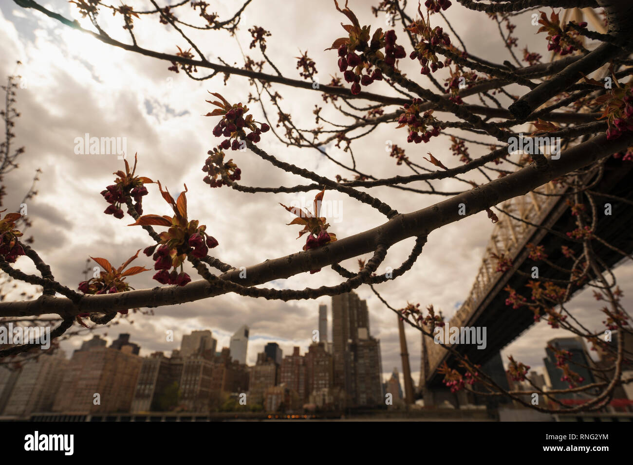 Kirschblüten blühen gegen die Queesboro Bridge ein Manhattan Skyline, New York City, New York, USA Stockfoto