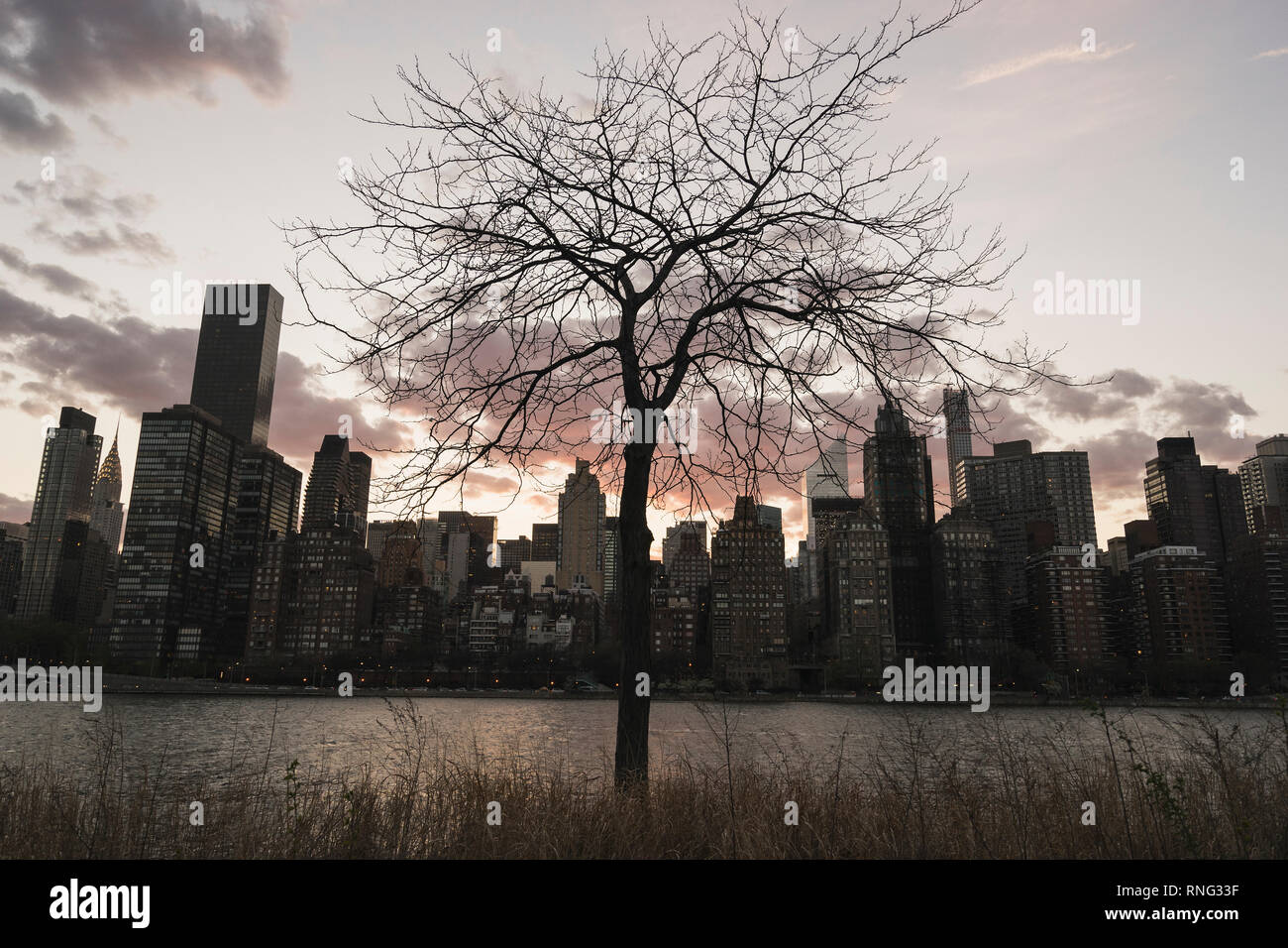Ein Baum gegen das Stadtbild von Manhattan, New York City, New York, USA. Stockfoto