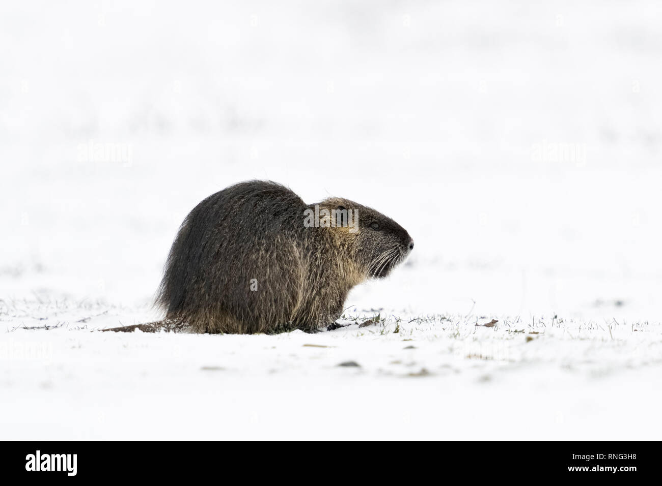 Nutrias/River Ratte/Nutria (Myocastor nutria) im Winter, Fütterung auf schneebedeckten Ackerland, Wildlife, Europa. Stockfoto