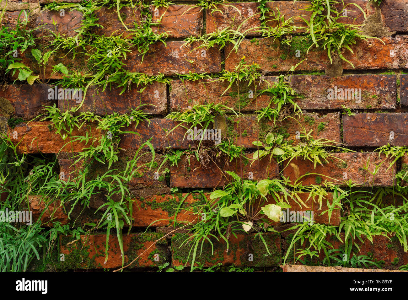 Nahaufnahme eines alten Außen Backstein Hintergrund mit Grünpflanzen, Gras oder Vegetation wächst zwischen den Backsteinen. Stockfoto