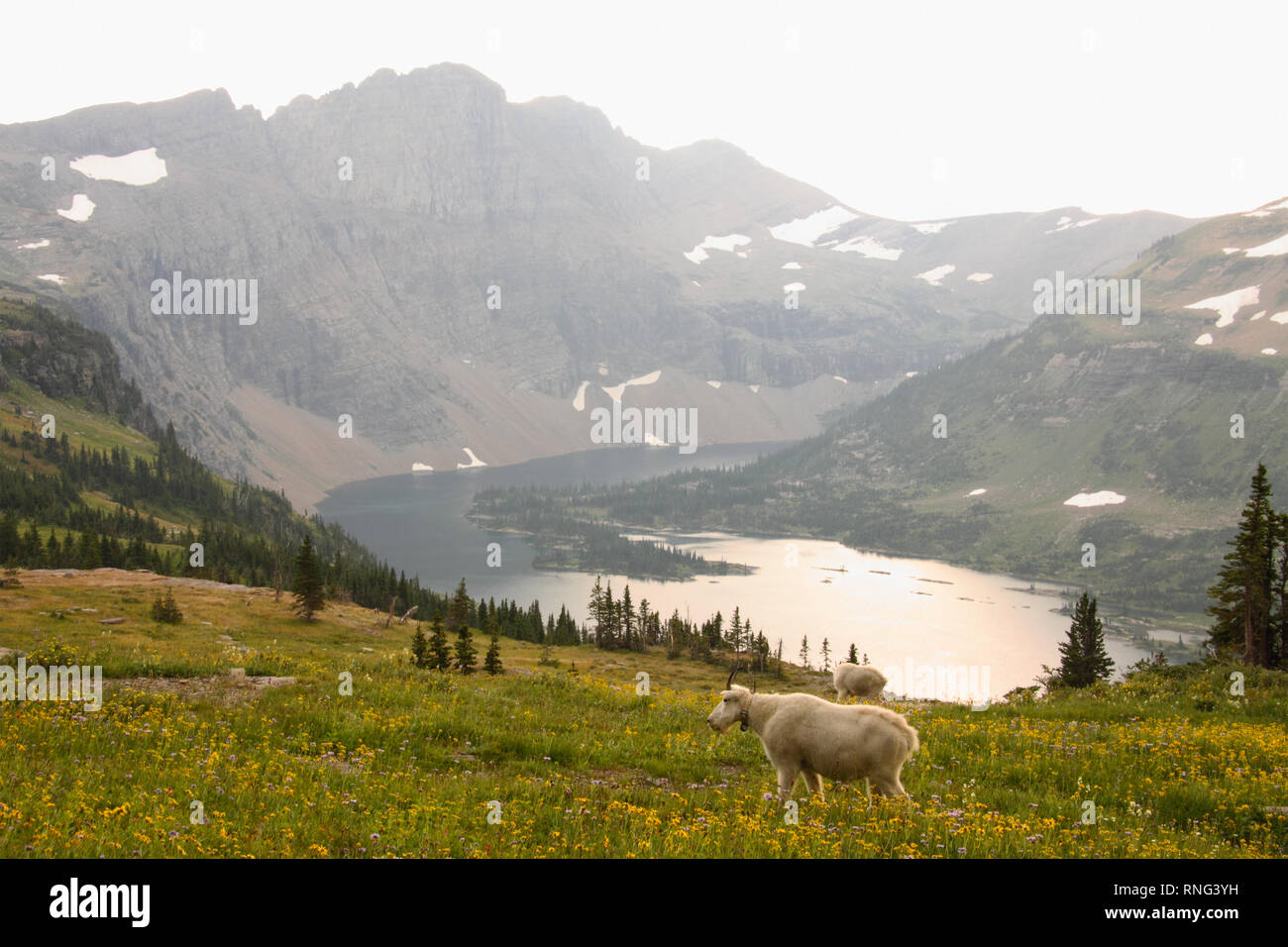 Eine collared Bergziege unter einem dramatischen Bergkulisse. Stockfoto