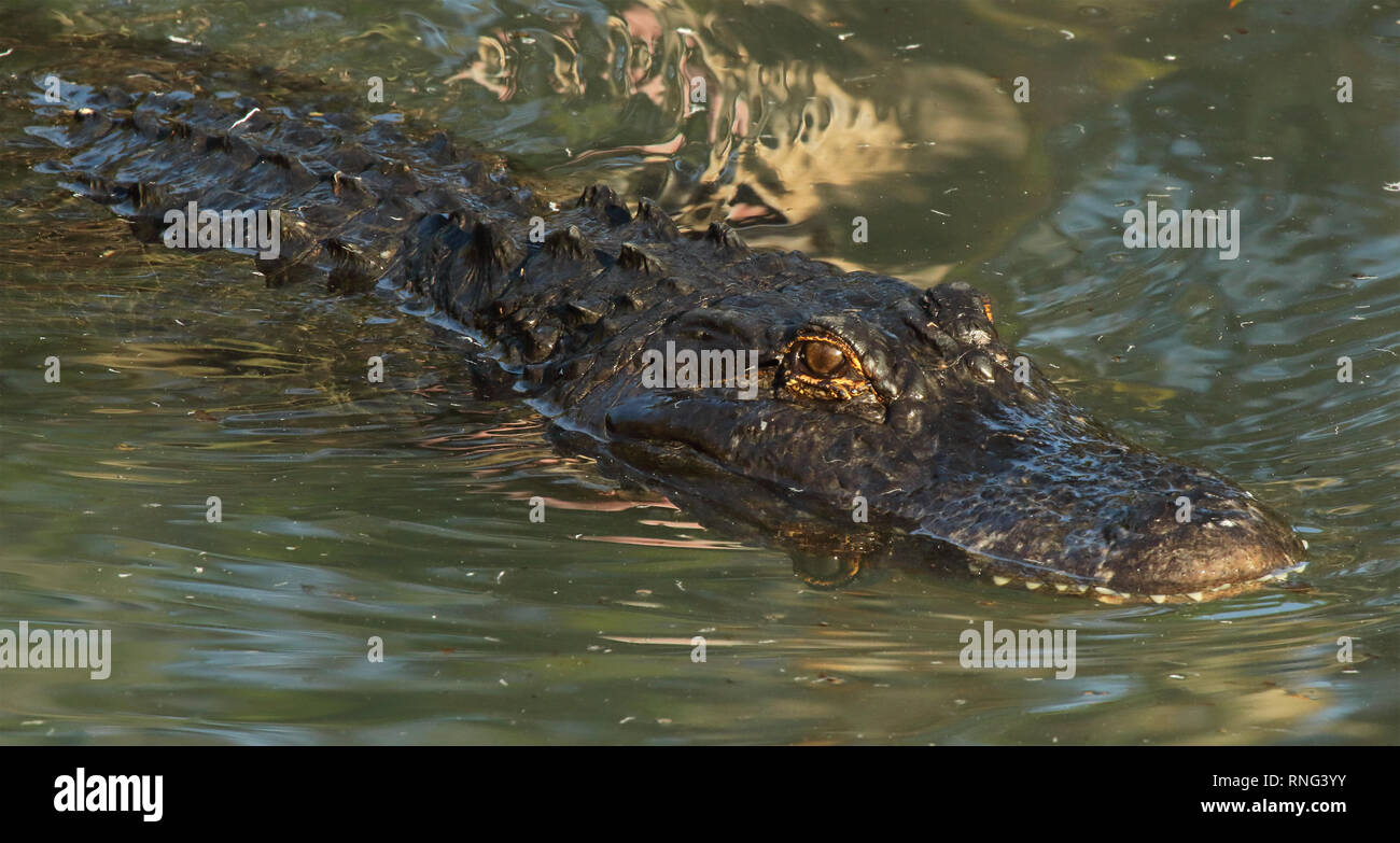 Ein Alligator, der aus der Tiefe steigt. Stockfoto