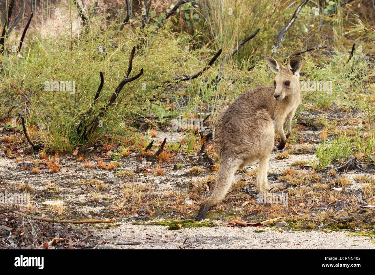Ein Eastern Känguru nass und Blick zurück nach einem Nachmittag Gewitter. Stockfoto