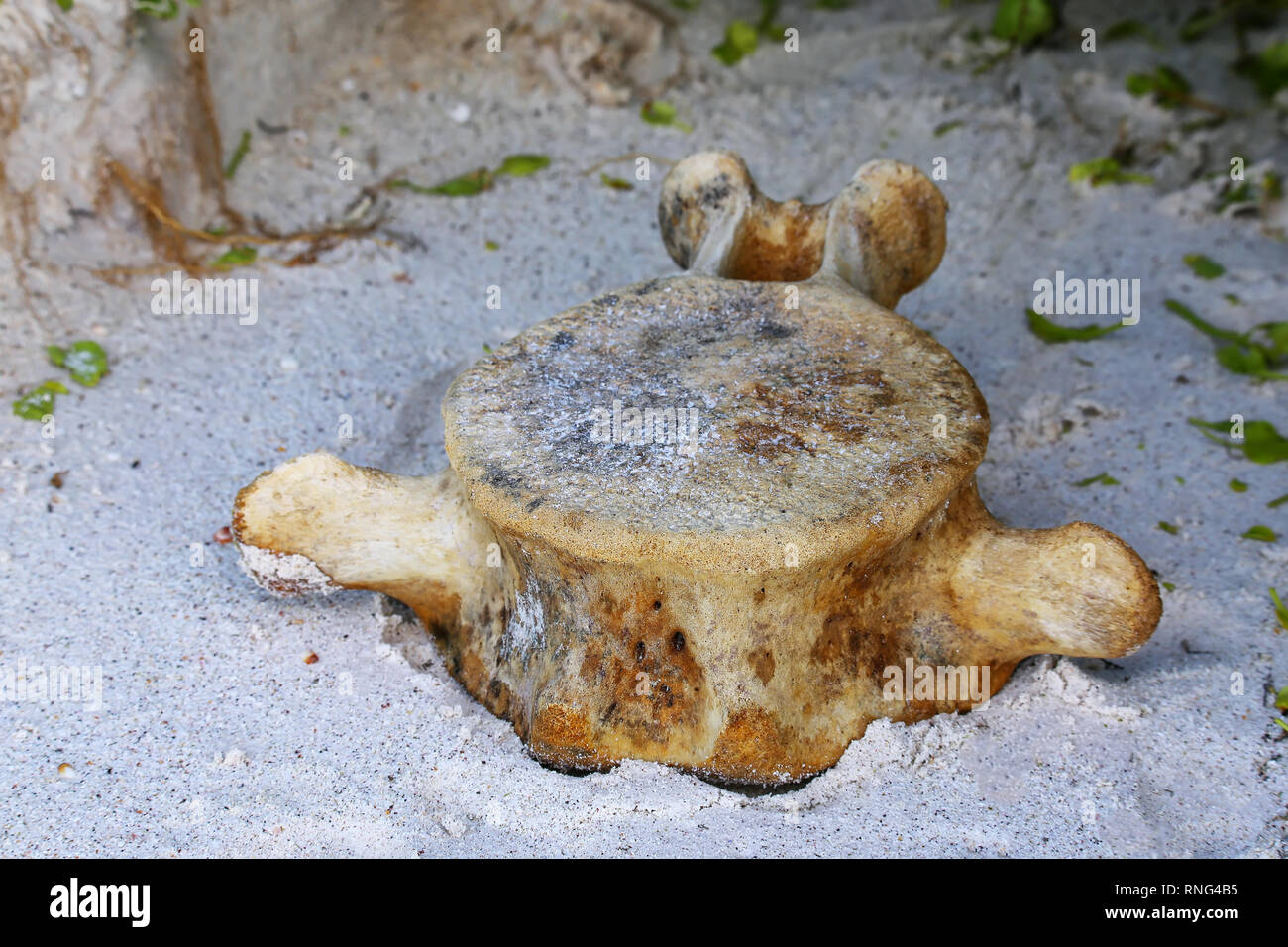 Buckelwal vertibra am Strand von Espanola Island, Galapagos, Ecuador. Stockfoto