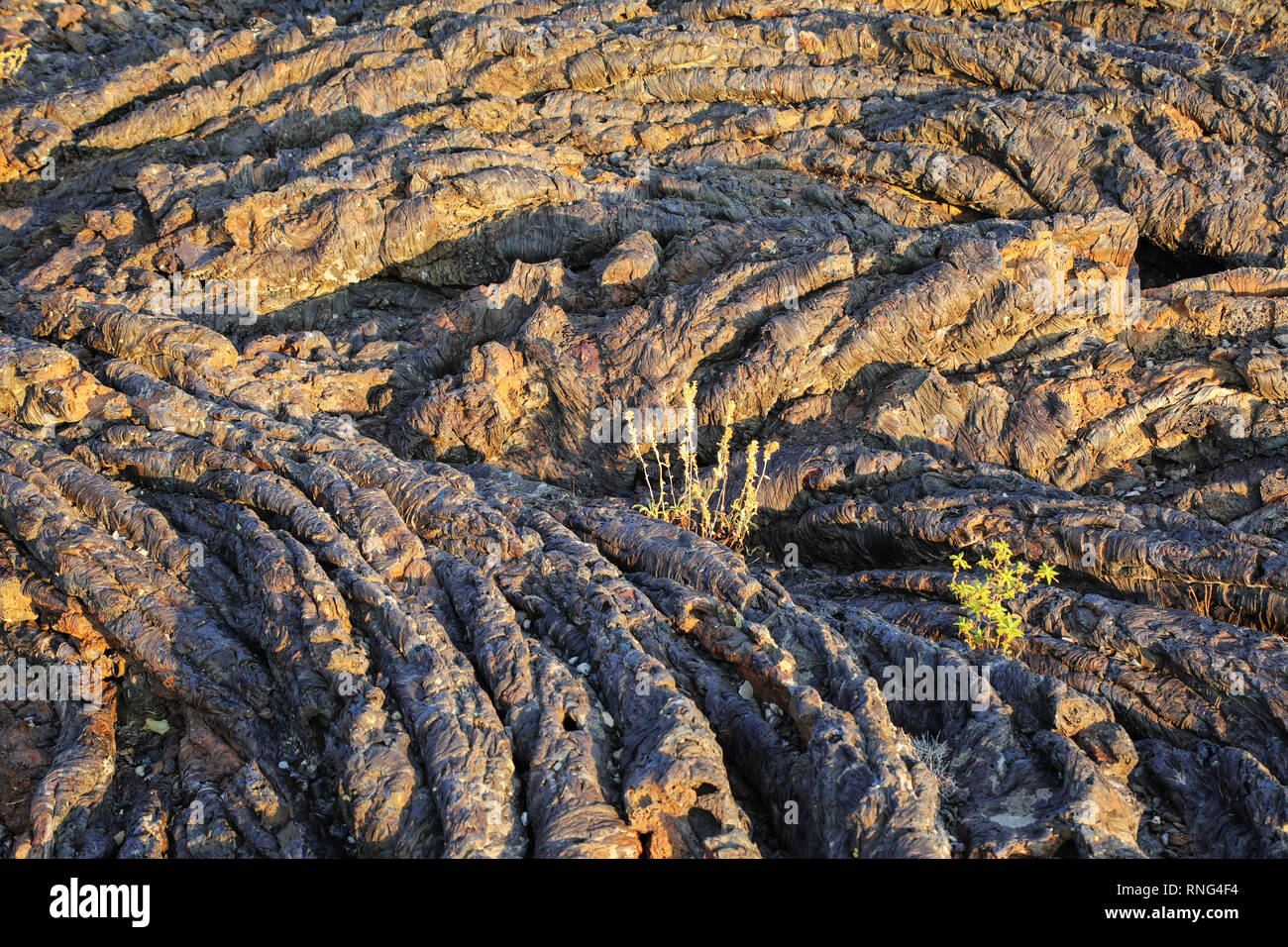 Lava Feld an der North Crater Flow Trail, Krater des Mondes National Monument, Idaho, USA. Stockfoto