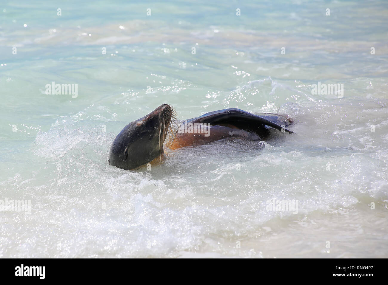 Galapagos sea lion spielen in Wasser bei Gardner Bay, Espanola Island, Galapagos, Ecuador. Diese seelöwen ausschließlich Rasse in den Galapa Stockfoto