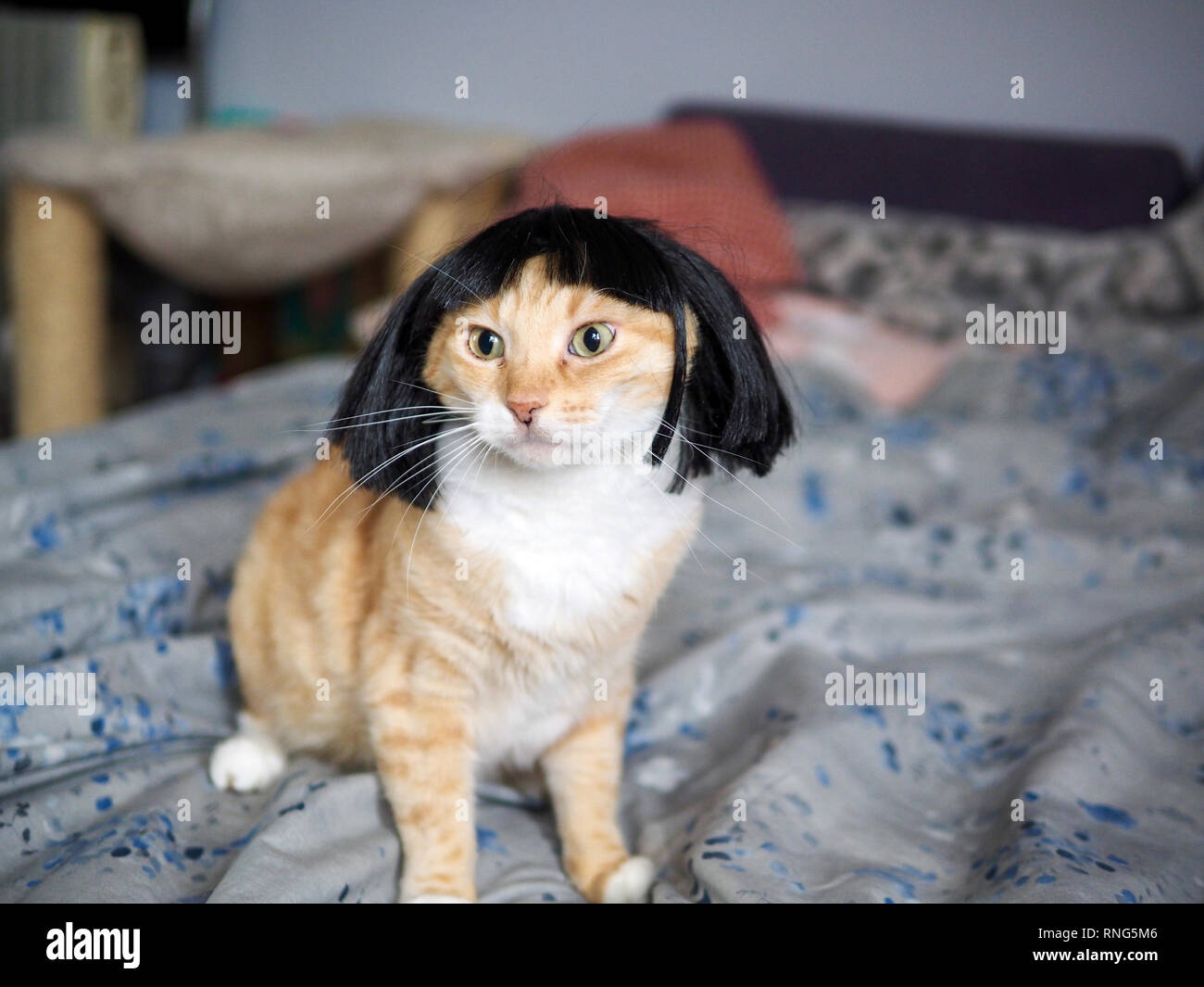 Mika die orange Tabby tragen eine schwarze Perücke Stockfoto