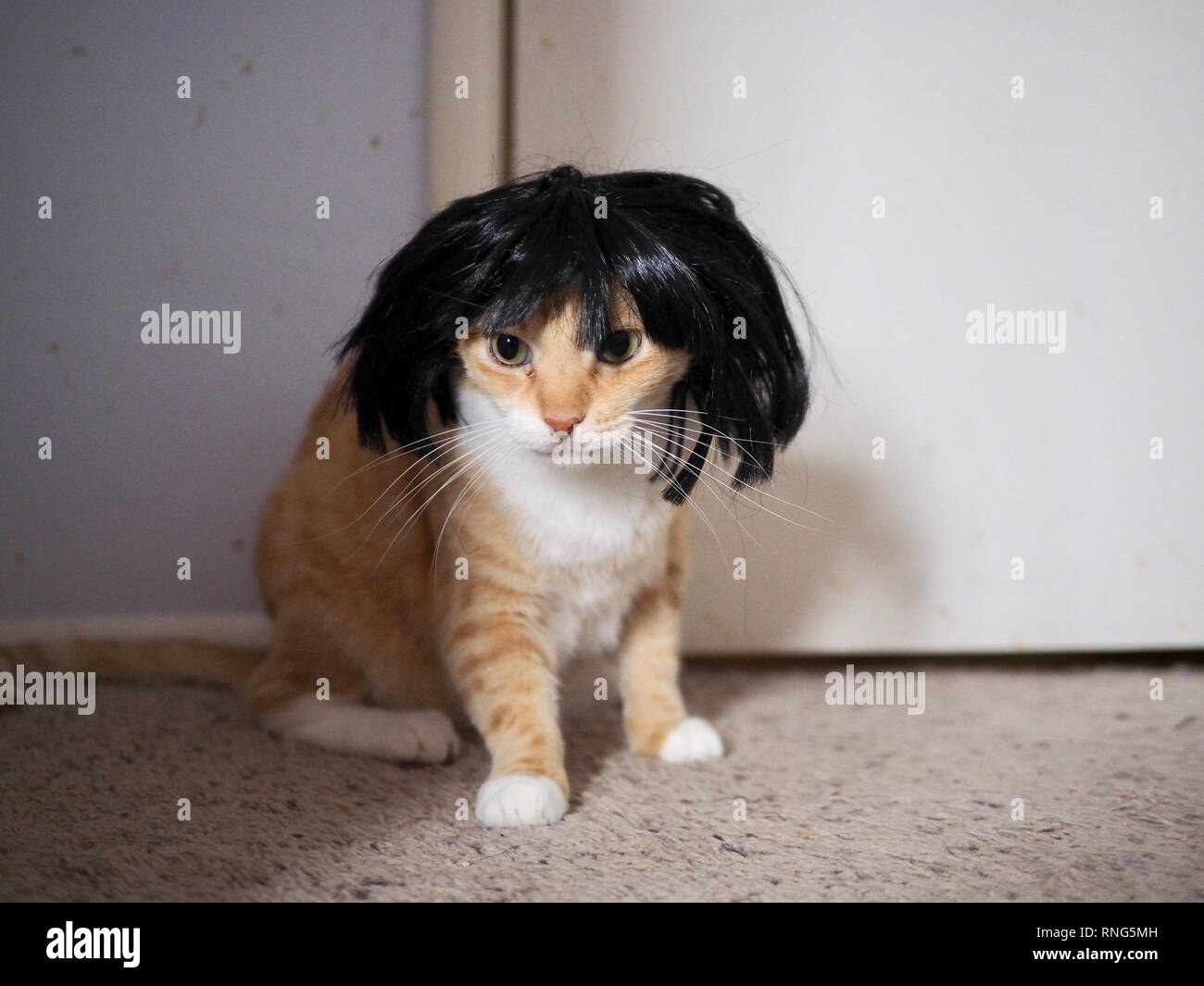 Mika die orange Tabby tragen eine schwarze Perücke Stockfoto