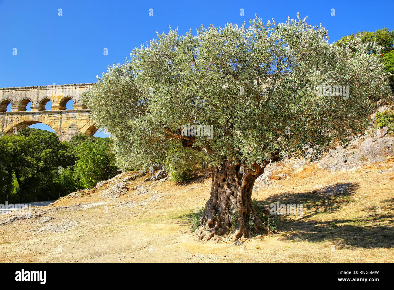 Alter Olivenbaum wchst in der Nhe von Pont du Gard, Sdfrankreich. Es ist  die hchste aller erhhten rmischen Aqudukte Stockfotografie - Alamy
