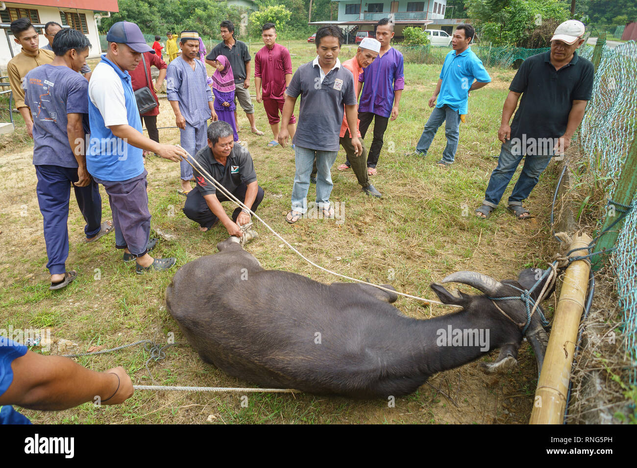 Kiulu Sabah Malaysia - Sep 24, 2015: kiulu Sabah Muslime Gemeinschaft vorbereiten ein wasserbüffel Schlachten während des Eid Al-Adha zu feiern. Stockfoto