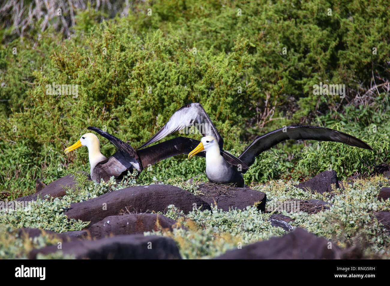 Winkte Albatrosse tun courtship Ritual am Espanola Island, Galapagos, Ecuador. Die winkte Albatross Rassen vor allem auf Espanola Island Stockfoto