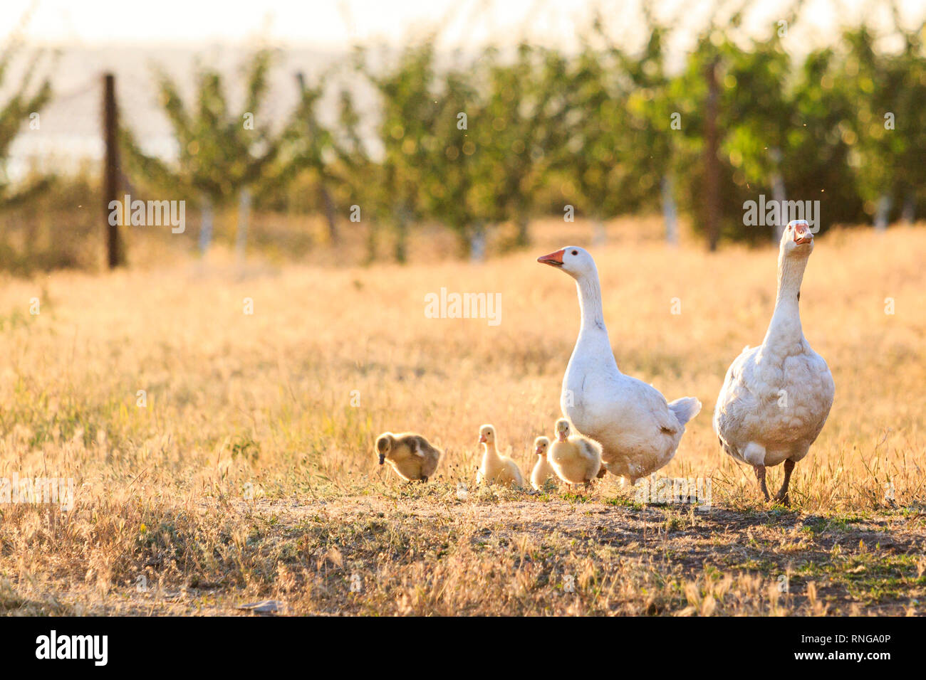 Familie der Gänse bei Sonnenuntergang Stockfoto