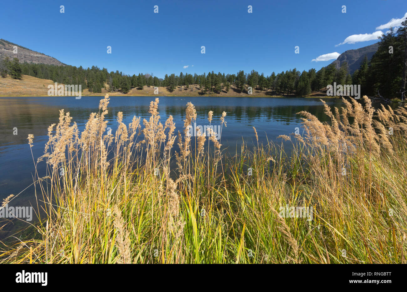 WY 03796-00 ... WYOMING - Gras wachsen entlang der Ufer des Trout Lake im Yellowstone National Park. Stockfoto