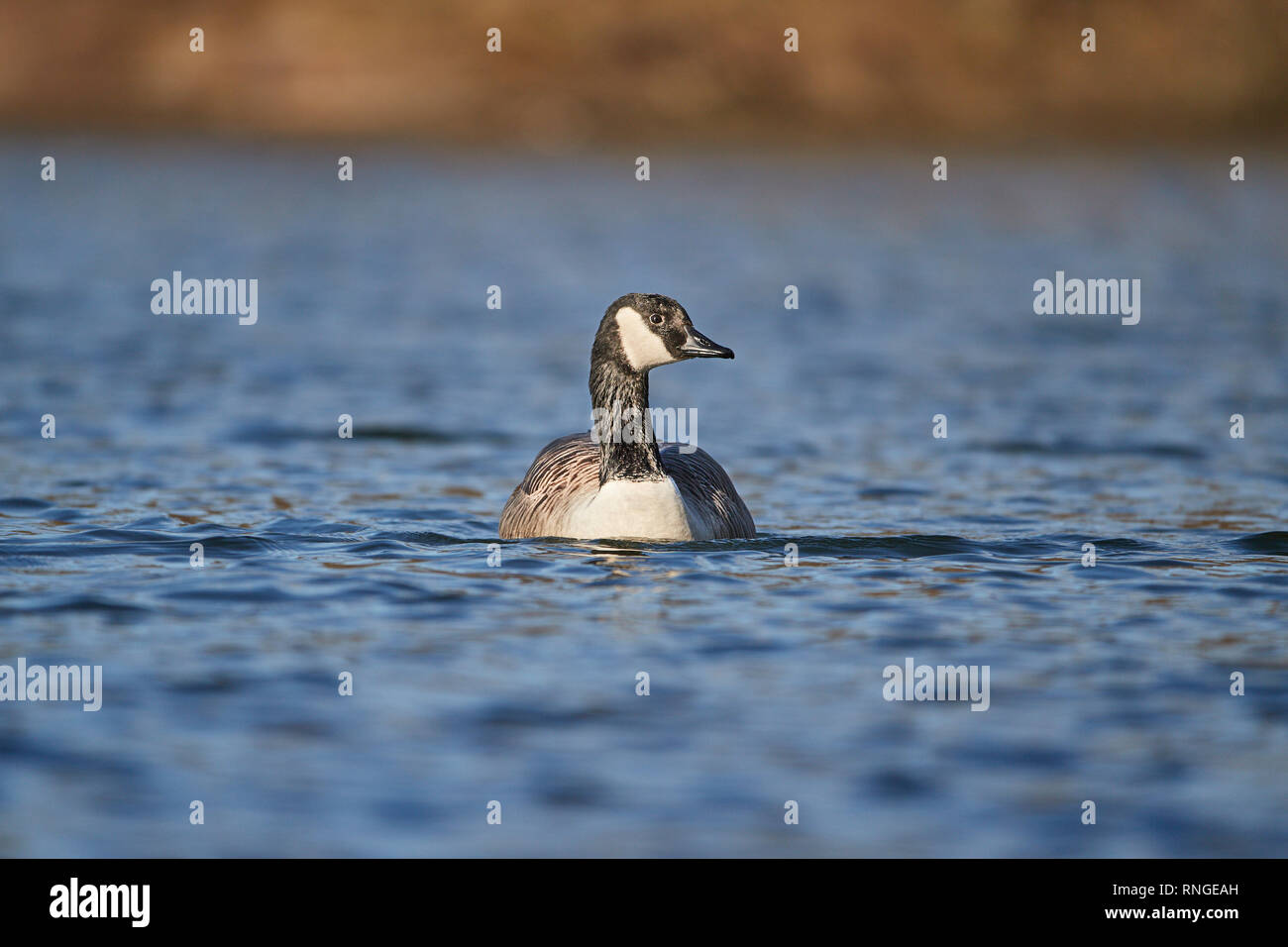 Gans verwaschener hintergrund Fotos und Bildmaterial in hoher