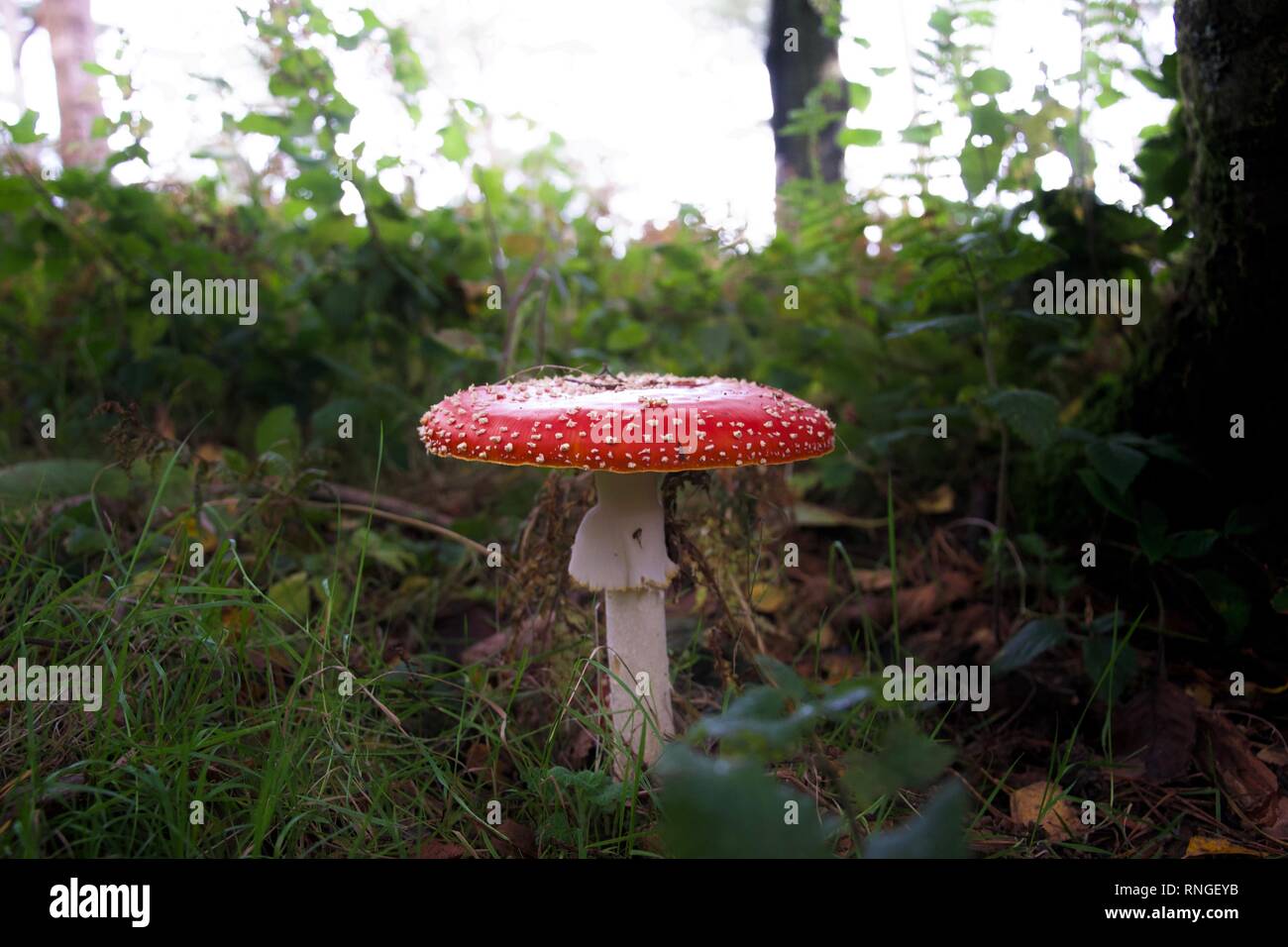 Eine große giftig rot und weiß gefleckte Fliegenpilz (Pilz) unter Gras und Blätter auf dem Boden eines Waldes oder Wald Stockfoto