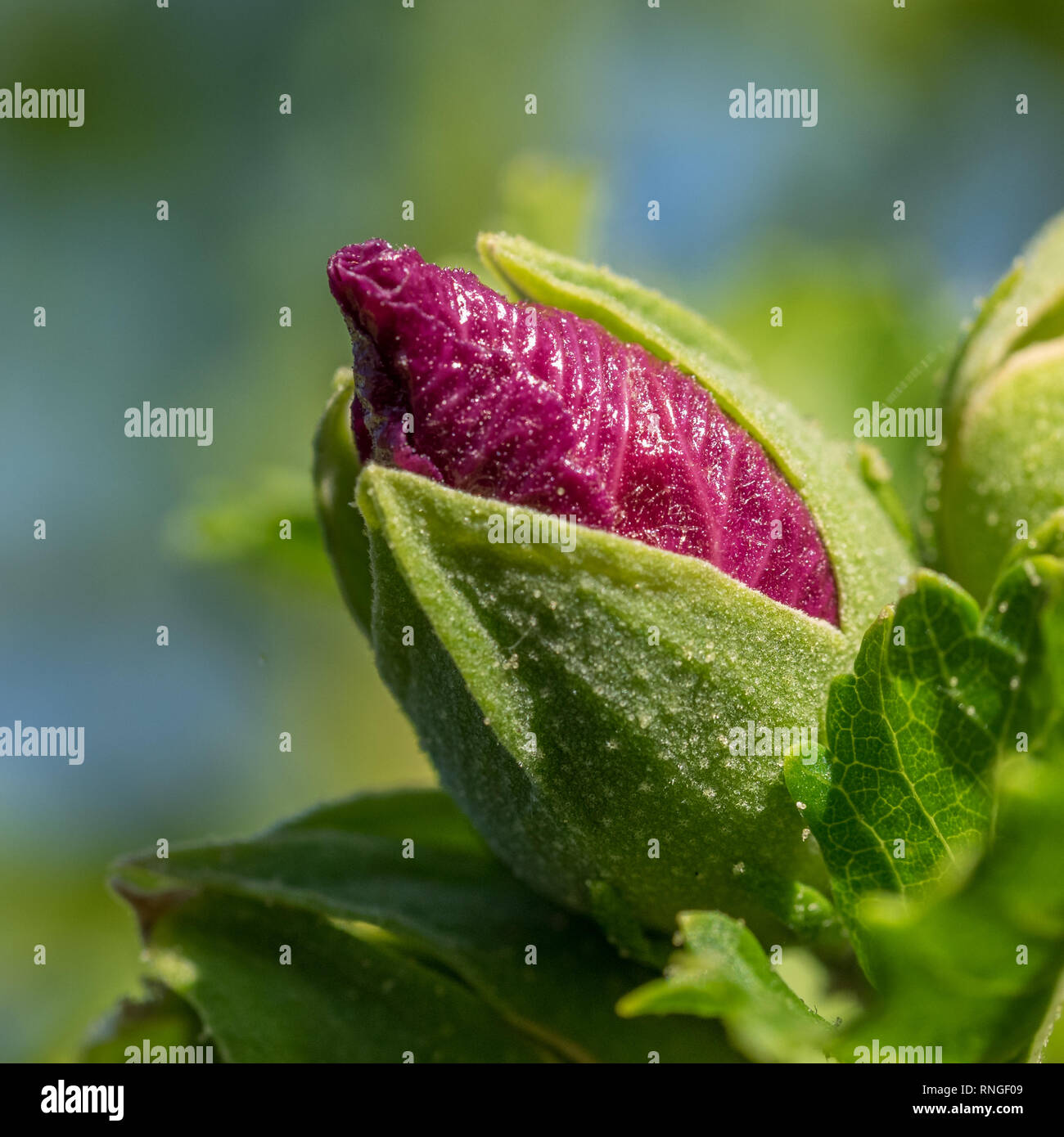 Nahaufnahme Makro Detail eines einzigen rot rosa Hawaiian Hibiscus Blume neue Knospe tip top wachsenden aufstrebenden Öffnung der Blüte Stockfoto