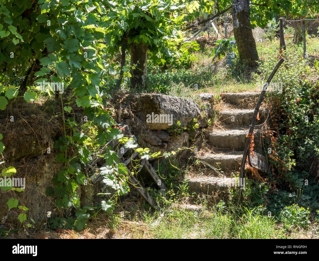 Abgebrochene stillgelegten Industriebrachen garten Schritte mit einem Metall Geländer in einem üppig bewachsenen Garten Sonnenlicht in Portugal Stockfoto