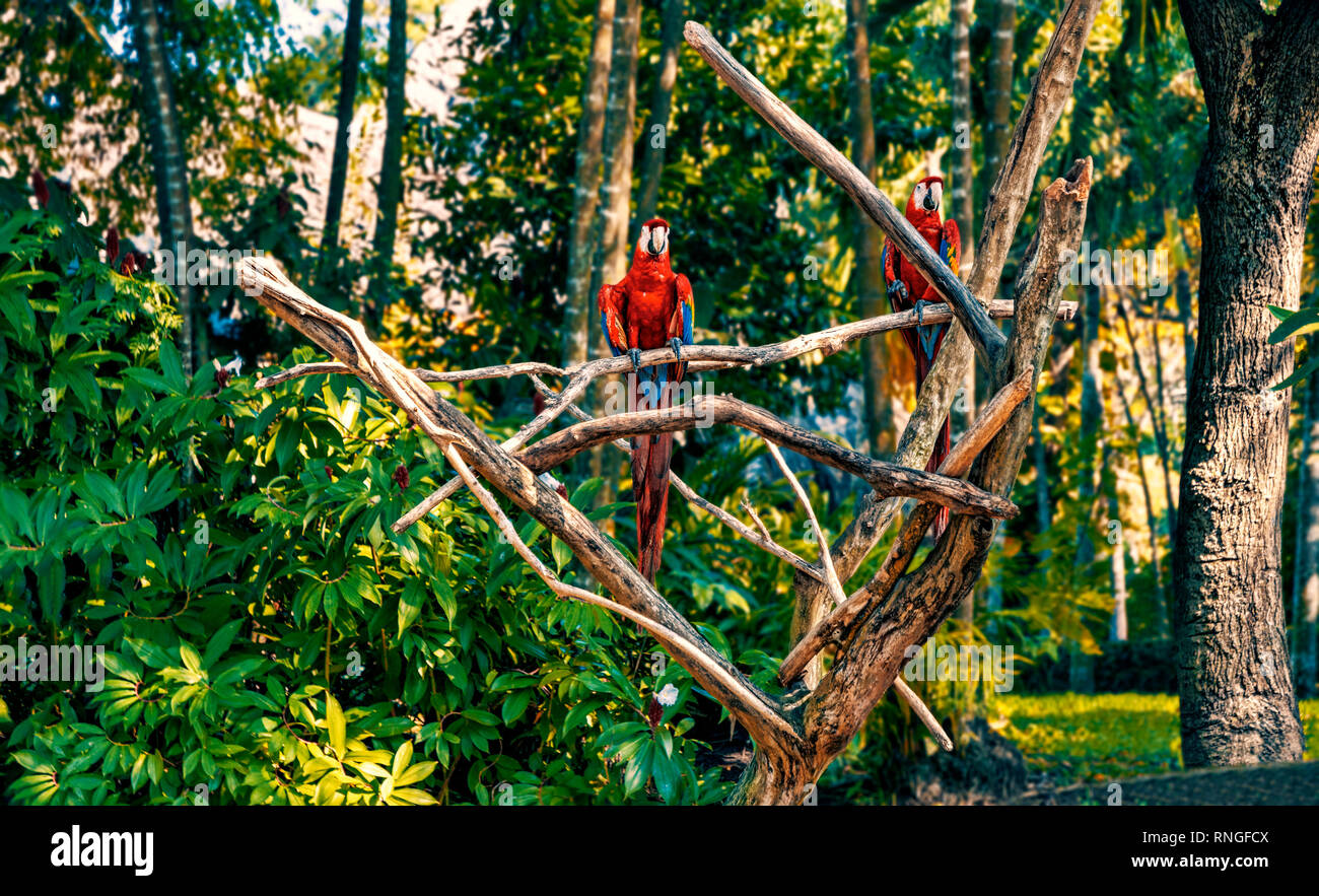 Papageien in Chiapas, Mexiko Stockfoto