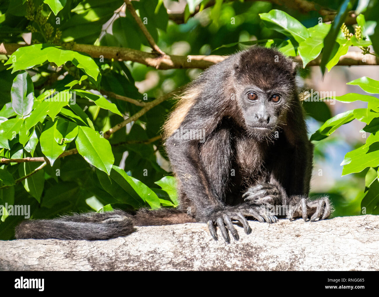 Eine junge brüllaffen in Guanacasta, Costa Rica, sitzt zusammengekauert nachdenklich auf einem großen Zweig mit seinen langen Fingern und Zehen greifen den Baum. Stockfoto